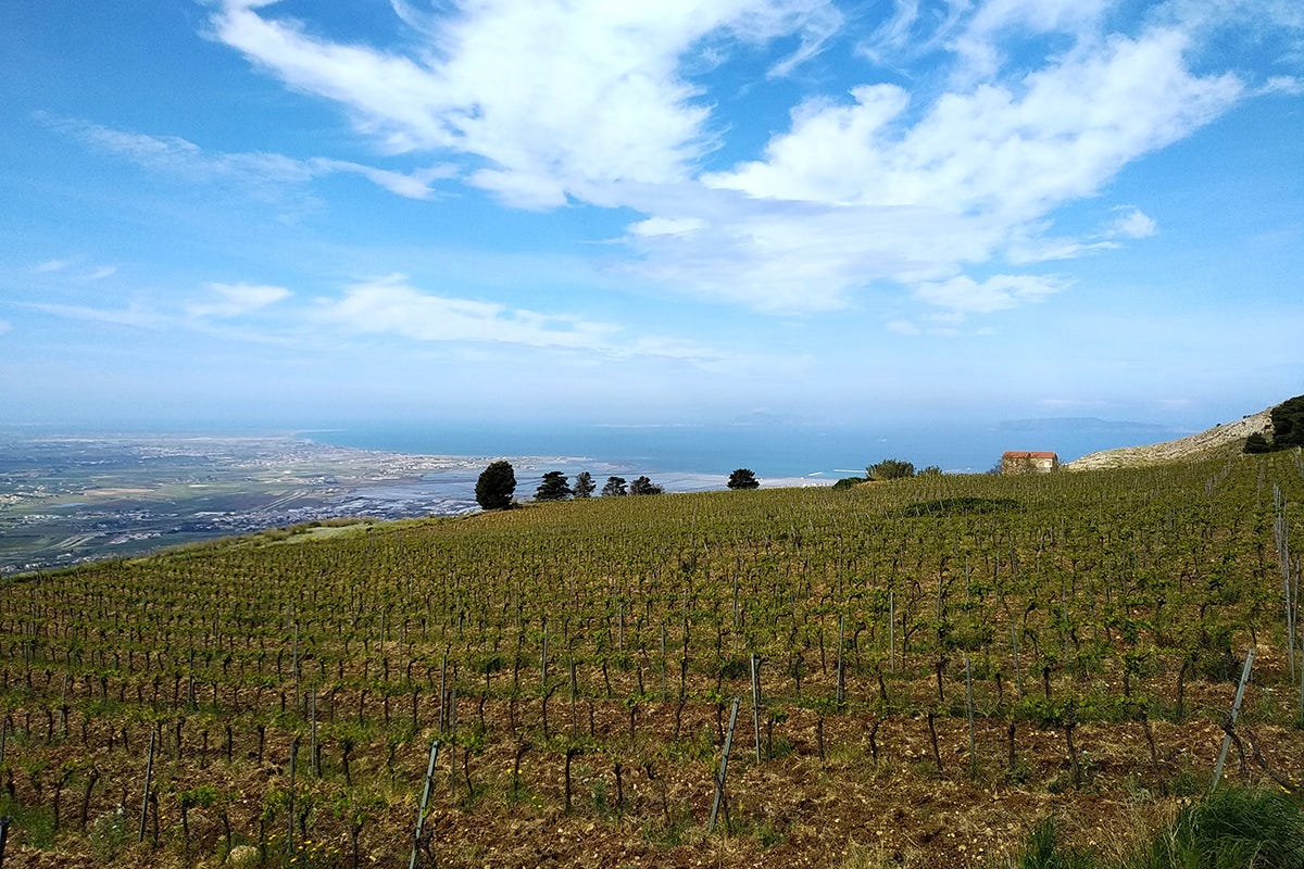 Vigneti siciliani Sicilia patria del vino bio italiano. Ecco tutti i numeri