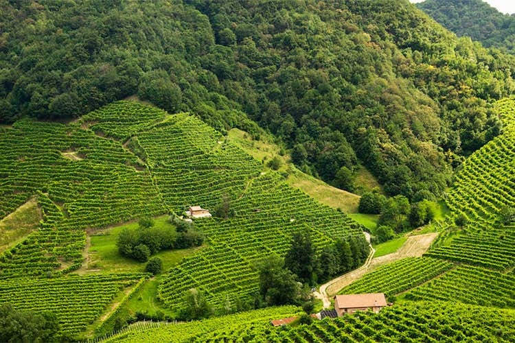 Valdobbiadene Docg Brut Rive di Guia Con Marsuret l&rsquo;estate &egrave; spumeggiante