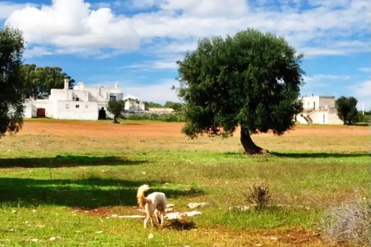 La masseria seicentesca di Francavilla Fontana I quattro vini di Borrega L&rsquo;incarnazione della Puglia