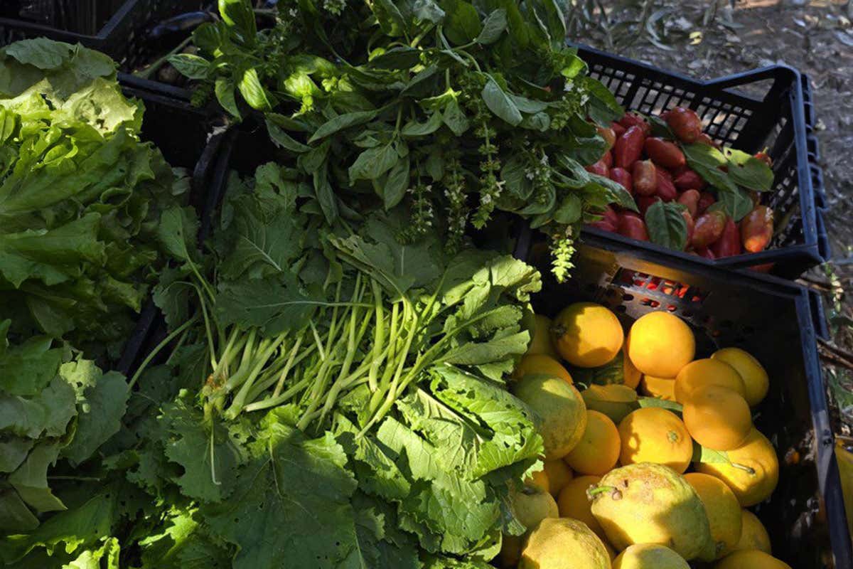 Don Alfonso 1890, il Matese e la rinascita del gusto: tre prodotti per salvare un territorio Don Alfonso 1890, il Matese e la rinascita del gusto: tre prodotti per salvare un territorio