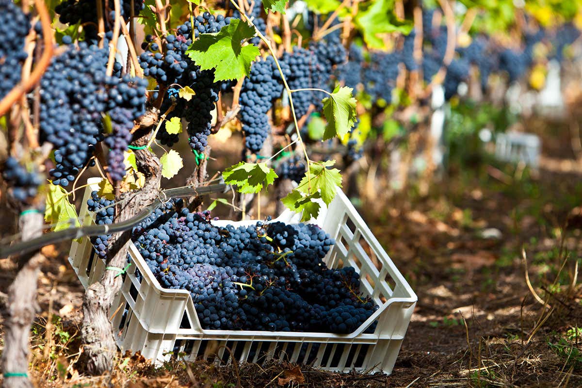 Foto: www.coenfer.com Mayolet, uva autoctona valdostana che produce vini eleganti Foto: www.coenfer.com Mayolet, uva autoctona valdostana che produce vini eleganti