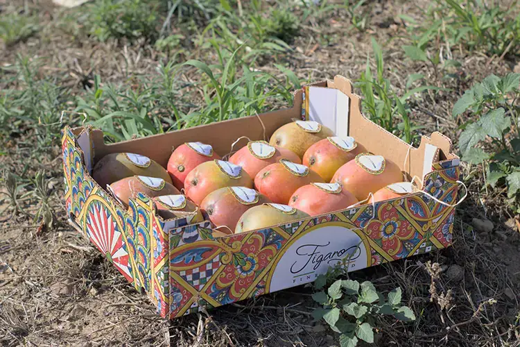 Il mango McGarlet della linea Figaro Filiera Italia La pandemia non ha rallentato l'import di McGarlet, ma il vero driver sono i cibi salutari