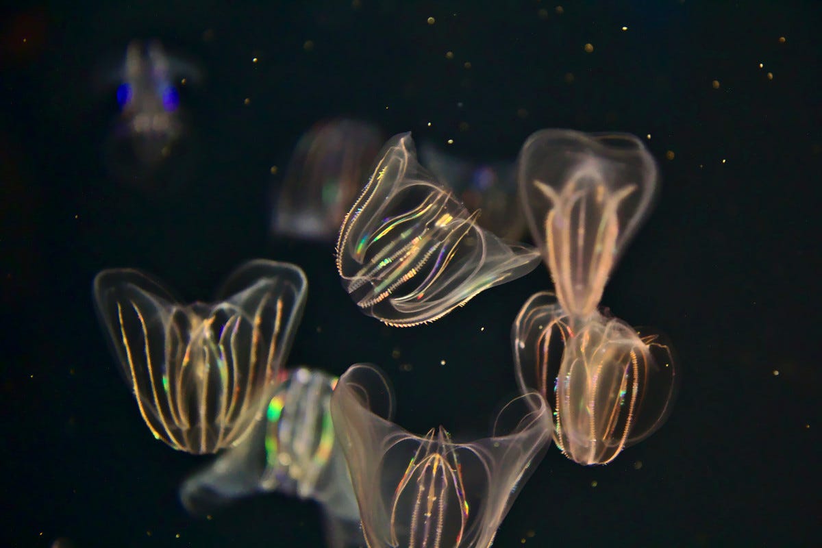 Le meduse che si illuminano di notte entrano nella lista nera dei pescatori