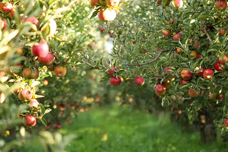 Ue, storico “sì” all'etichetta di origine su succhi di frutta e marmellate