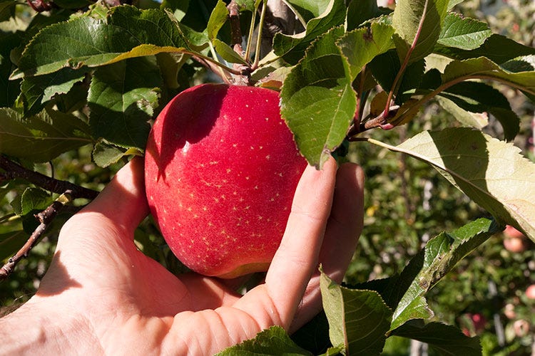 Le mele di Vog Products provengono dai frutteti dell'Alto Adige - Melanzane e zucchine in aumento Preferiti i prodotti confezionati