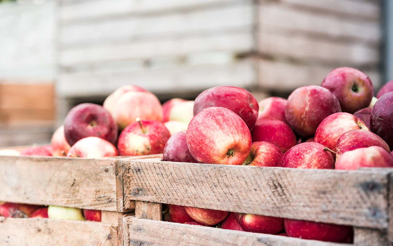 Mele, i produttori incassano le briciole: “4 chili di frutta per pagarsi un caffè”