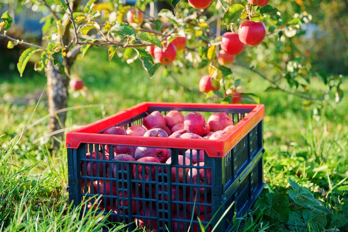 La Valle d'Aosta pronta a creare un censimento per le piante di melo