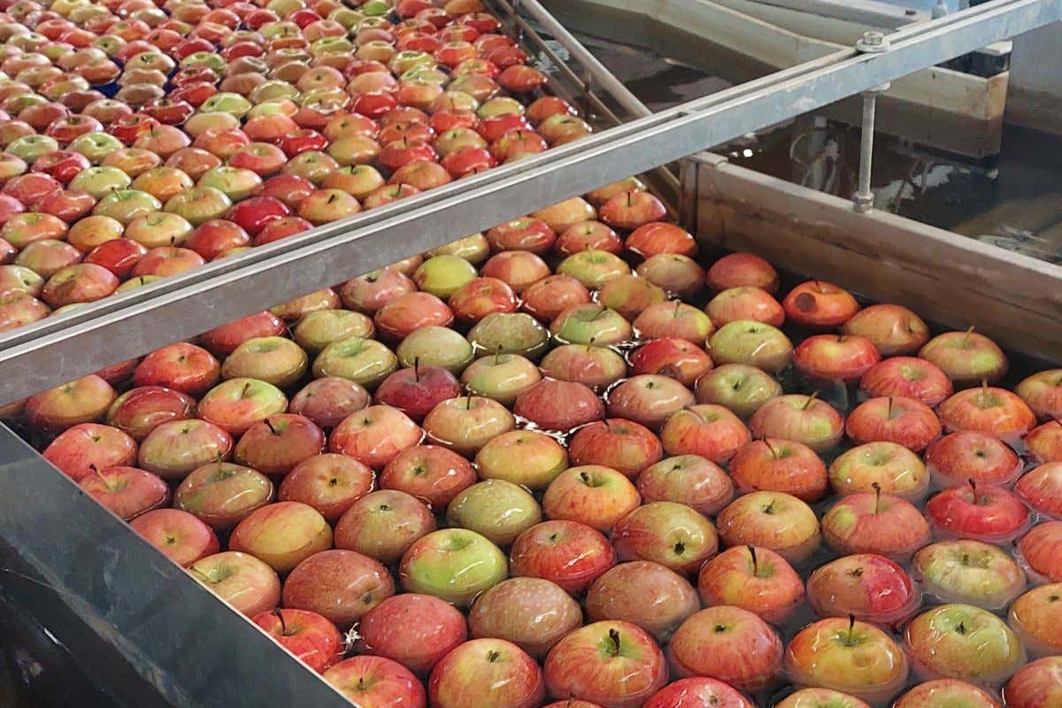 Mele di Belfiore: a Verona tutta la qualità di un prodotto d'eccellenza Mele di Belfiore: a Verona tutta la qualità di un prodotto d'eccellenza