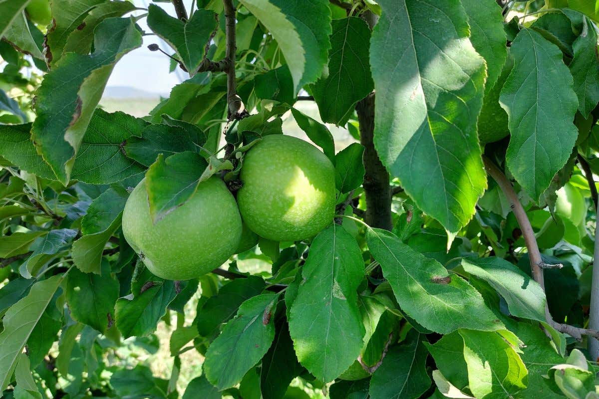 Mele di Belfiore: a Verona tutta la qualità di un prodotto d'eccellenza
