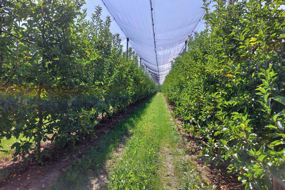 Mele di Belfiore: a Verona tutta la qualità di un prodotto d'eccellenza Mele di Belfiore: a Verona tutta la qualità di un prodotto d'eccellenza