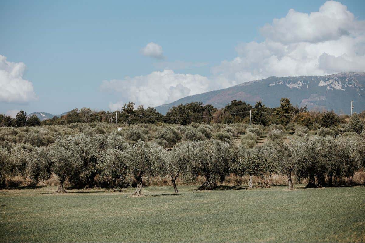 Olio extravergine: dalla Tenuta Mennella in Cilento una nuova ruralità