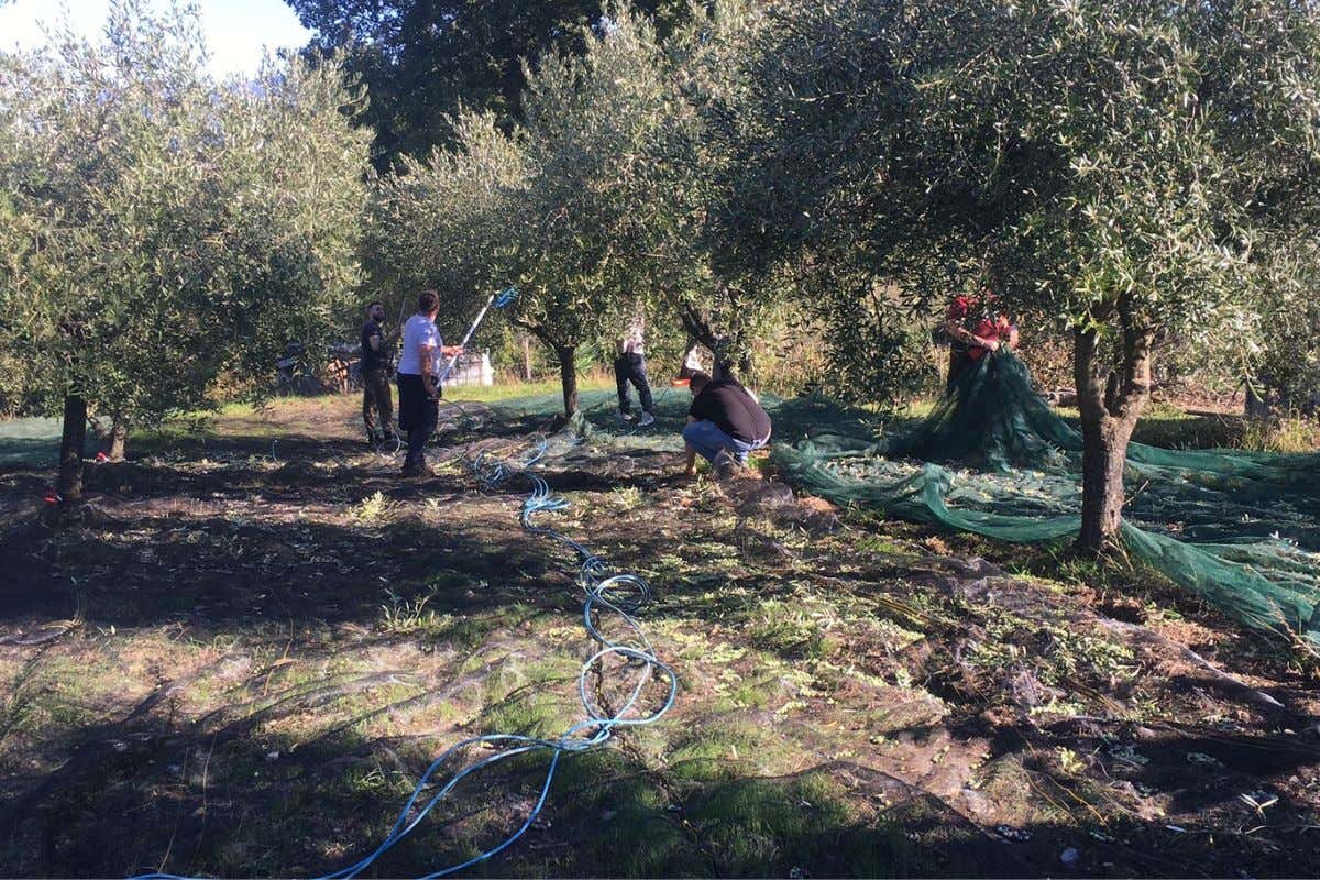 Olio extravergine: dalla Tenuta Mennella in Cilento una nuova ruralità