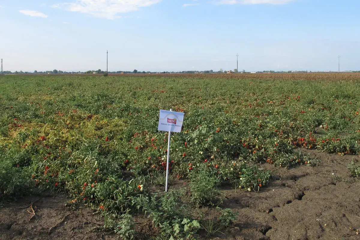 Fresco e ricco di gusto, il pomodoro Men&ugrave; per ristoranti e pizzerie