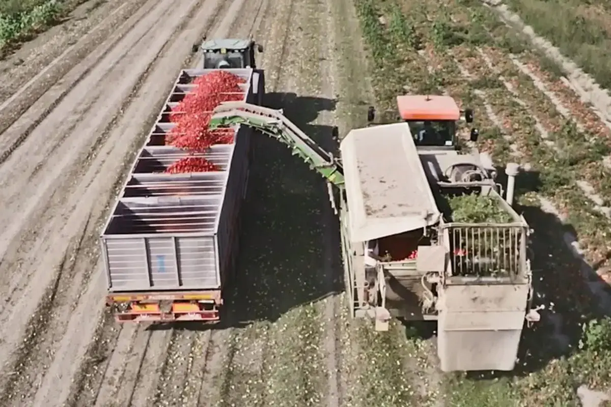 Fresco e ricco di gusto, il pomodoro Men&ugrave; per ristoranti e pizzerie