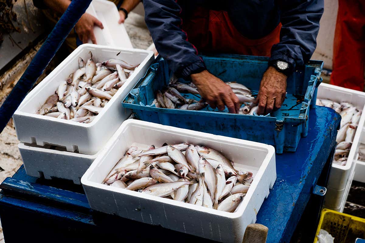 Sei italiani su sette mangeranno pesce il venerdì santo Venerdì santo, le tradizioni non cambiano:anche nel 2021, menu di pesce Sei italiani su sette mangeranno pesce il venerdì santo Venerdì santo, le tradizioni non cambiano:anche nel 2021, menu di pesce