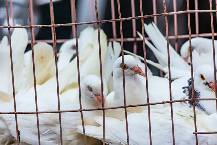 Oms: Interrompere la vendita degli animali selvatici nei mercati alimentari Oms: Stop agli animali selvatici al mercato Sono la fonte di oltre il 70% delle malattie