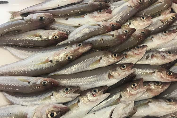 Caorle, attrazione quattro stagioni   Vocazione al turismo su molti fronti