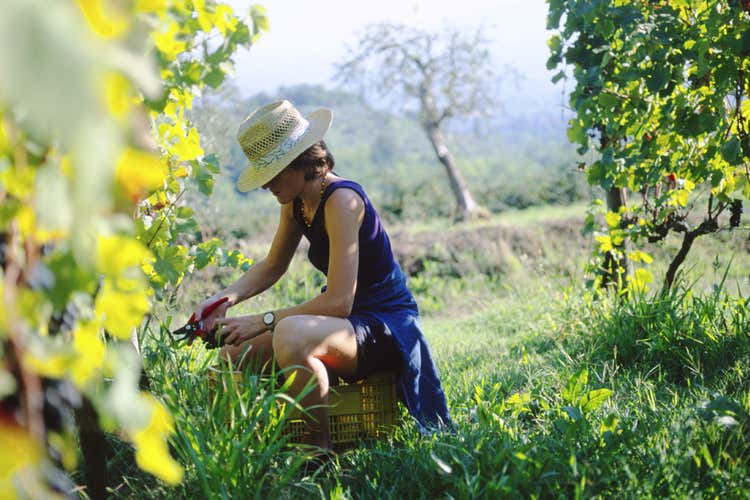 Mercato vignaioli indipendenti a Roma Protagonisti 212 produttori da tutta Italia