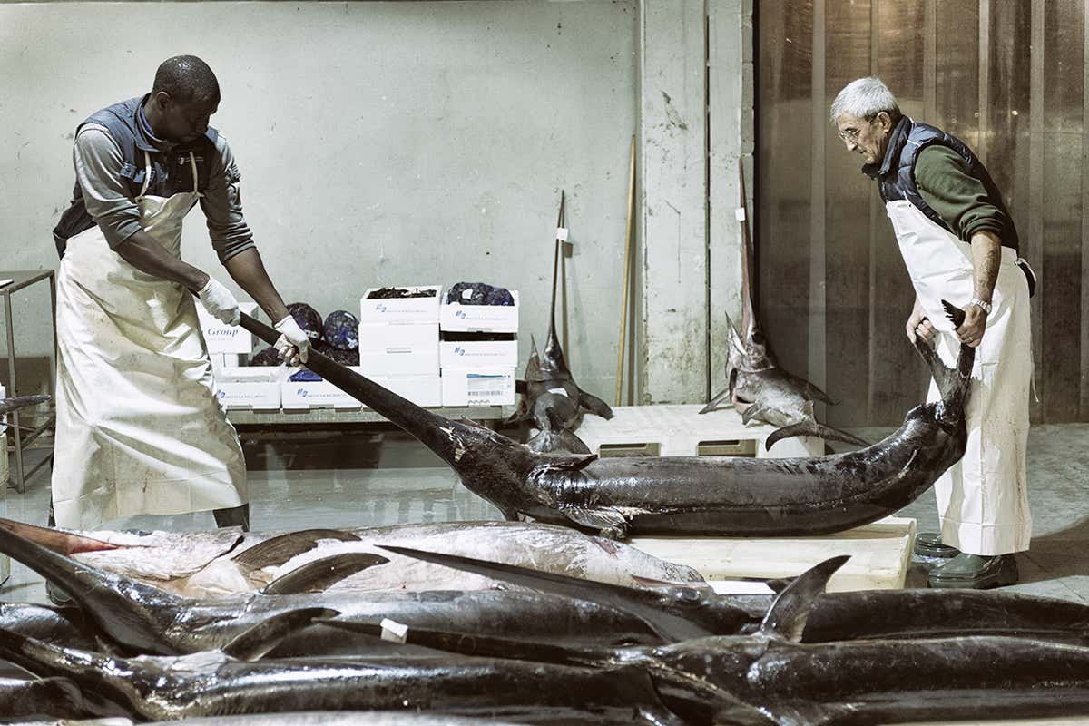 A Natale il prezzo del pesce cresce: il Mercato Ittico di Milano spiega quanto e perché