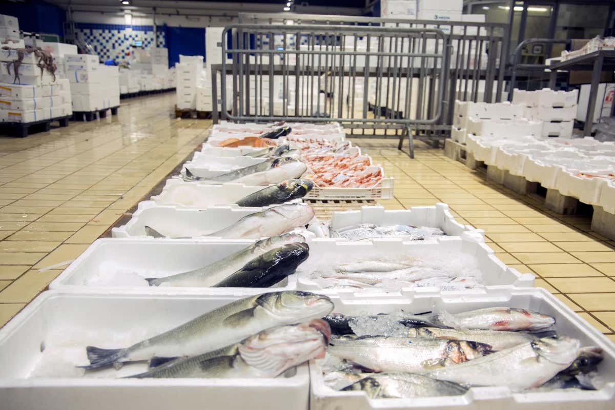 Il Mercato ittico che “trasforma” Torino in una città di mare