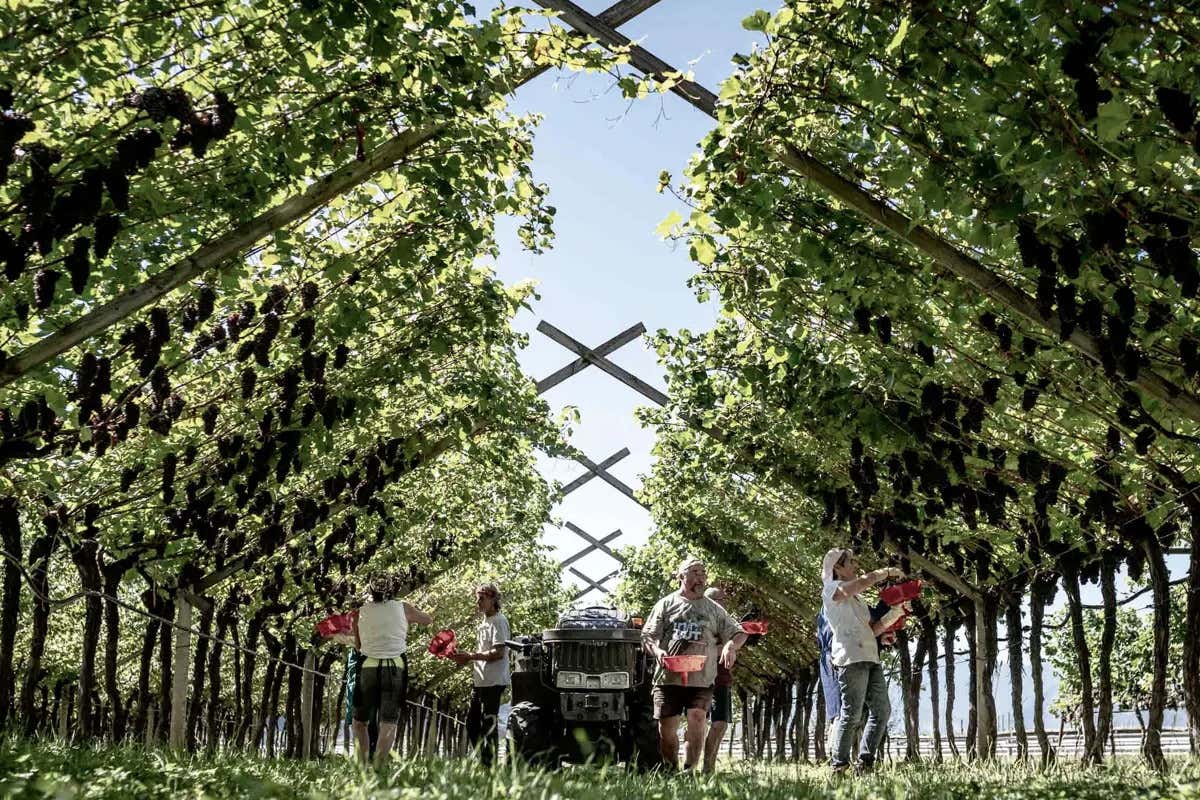 Mezzacorona sempre più forte: più redditività, più valore ai soci, solidità blindata Mezzacorona sempre più forte: più redditività, più valore ai soci, solidità blindata