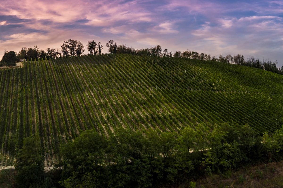Resistenza e resilienza del vitigno Barbera: Michele Chiarlo aderisce al progetto Ageba