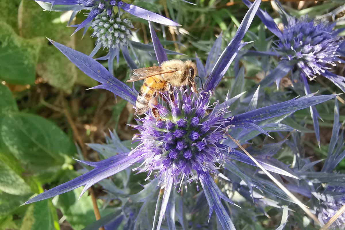 I mieli (unici) dei monti del Matese diventano Presidio Slow Food I mieli (unici) dei monti del Matese diventano Presidio Slow Food
