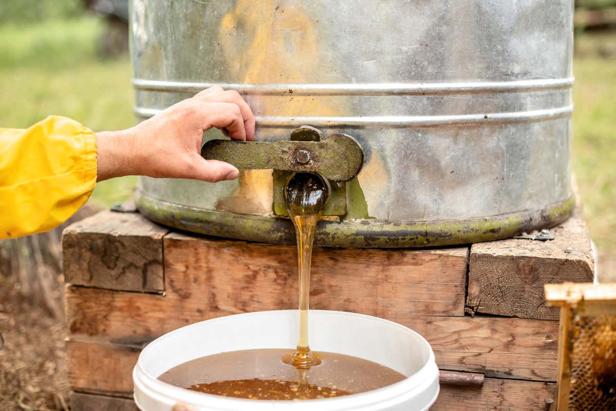 Con i cambiamenti climatici, giù del 70% la produzione di miele Cambiamenti climatici una mannaia per l'agricoltura: -15% di riso e -70% di miele