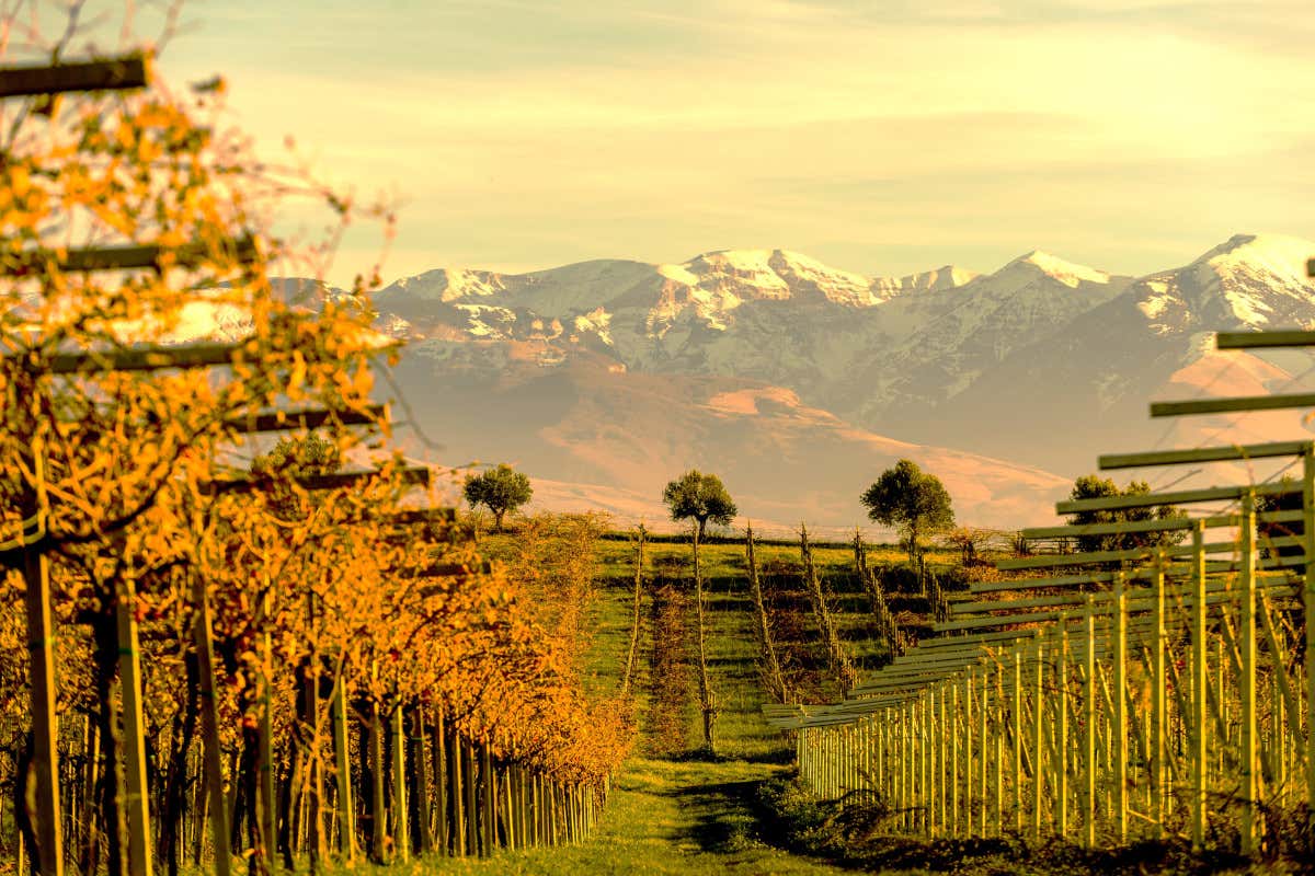 Migliori Montepulciano d’Abruzzo all'Anteprima 2024: due sono 