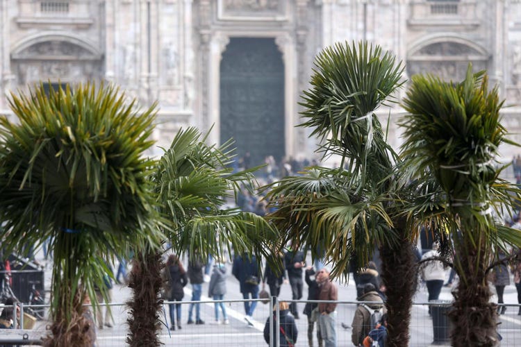 Il Comune cerca nuovi finanziatori per la pulizia delle aiuole in Duomo (Milano, cercarsi sponsorper le palme di piazza Duomo)