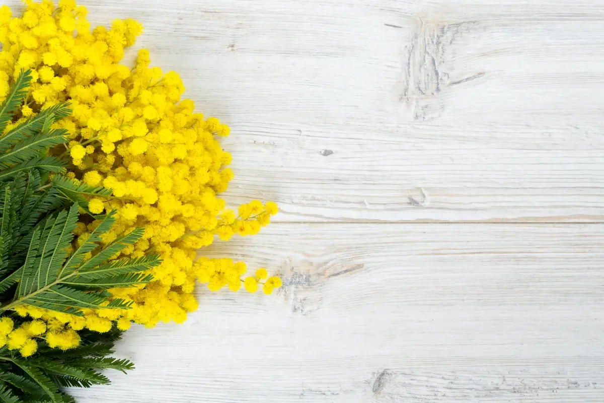 Per il troppo caldo le mimose sono gi&agrave; in fiore Altro che festa delle donne: le mimose sono gi&agrave; in fiore per il caldo