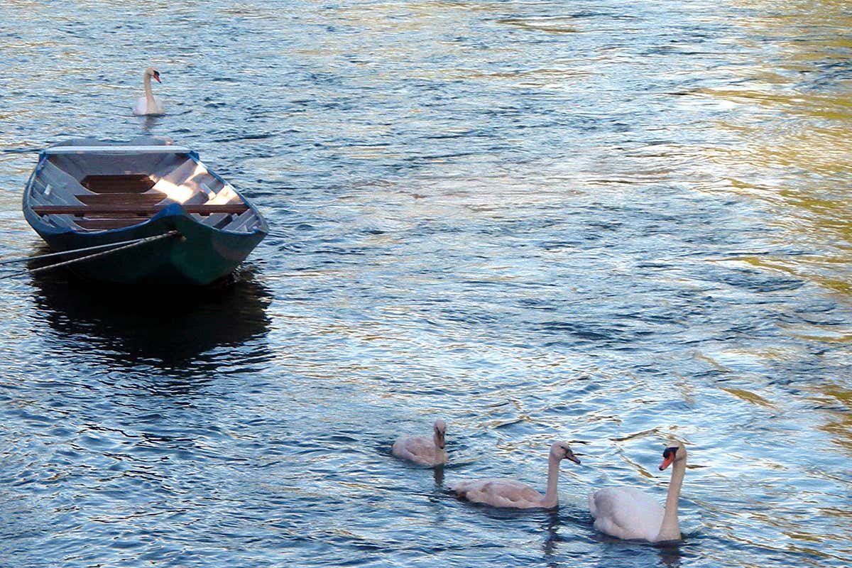 Fiume Mincio Un itinerario da sogno tra paesaggi fiabeschi? Fermatevi a Valeggio sul Mincio