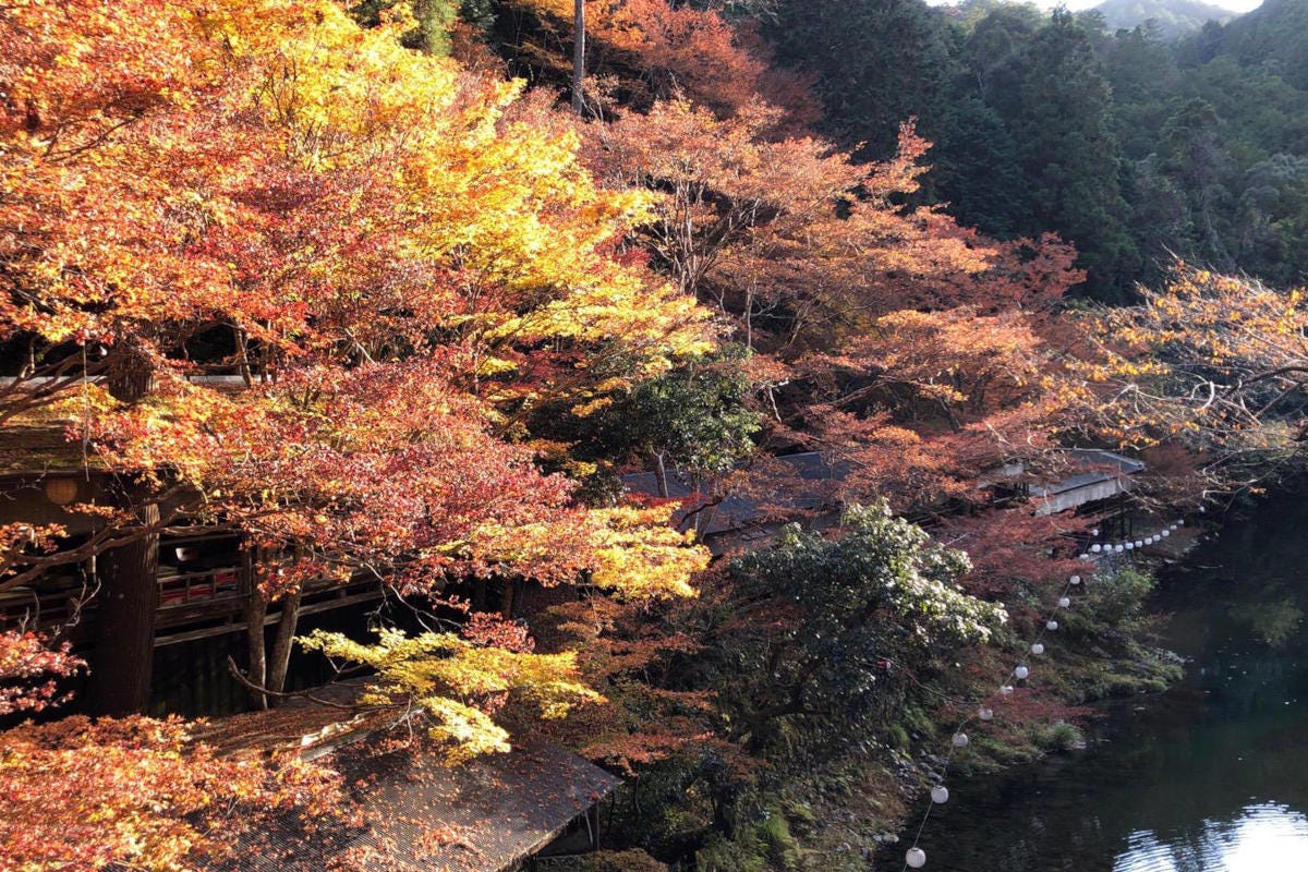 Il parco naturale di Minoo si trova nella prefettura di Osaka Giappone cinque luoghi per vivere esperienze rigeneranti nella natura