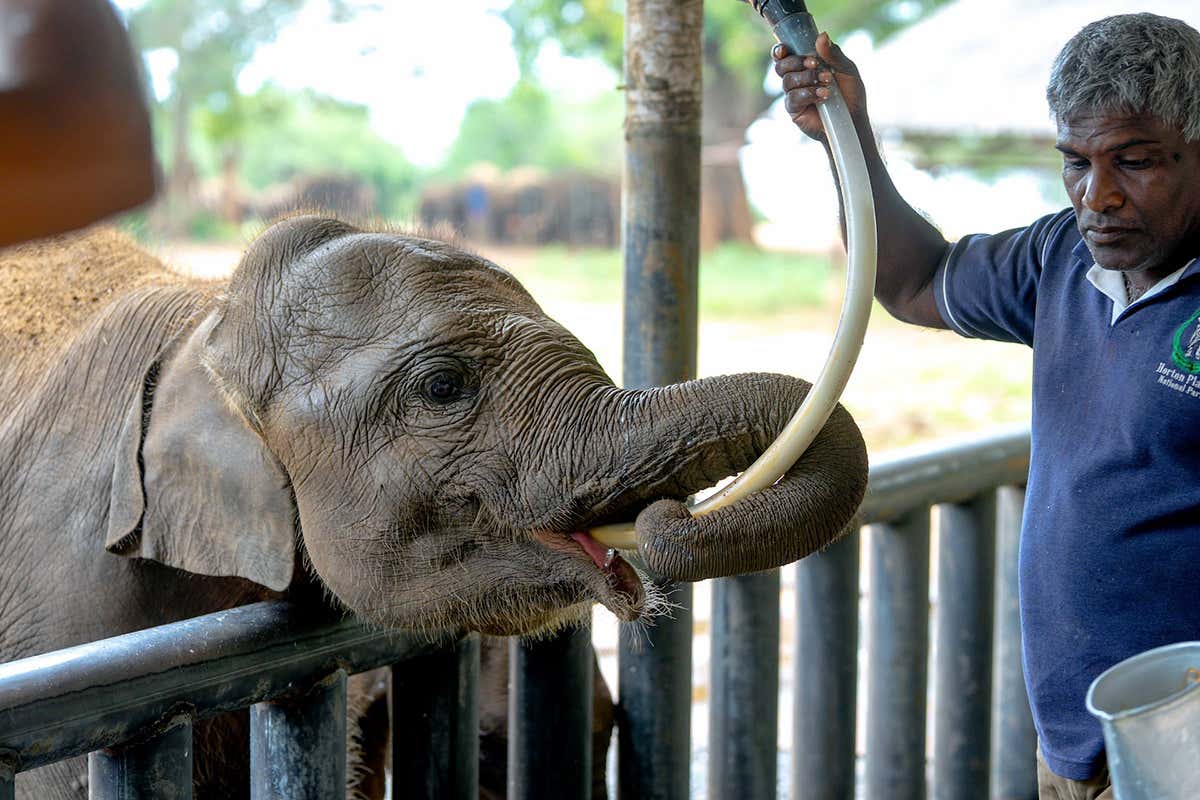 Adottare un elefante: la storia di Kalo