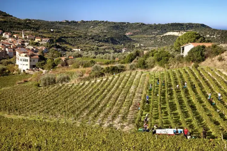Modolo (fonte: Sardegna turismo) In Sardegna non solo mare... Sempre pi&ugrave; attivo l'enoturismo