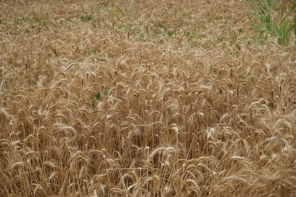 Agricoltura, territorio, responsabilit&agrave; e squadra: i pilastri di Molini Pivetti