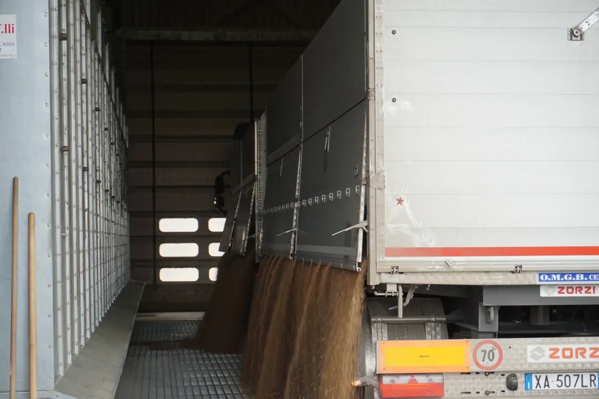 Lo scarico del grano nel centro di raccolta di Renazzo&nbsp; Agricoltura, territorio, responsabilit&agrave; e squadra: i pilastri di Molini Pivetti