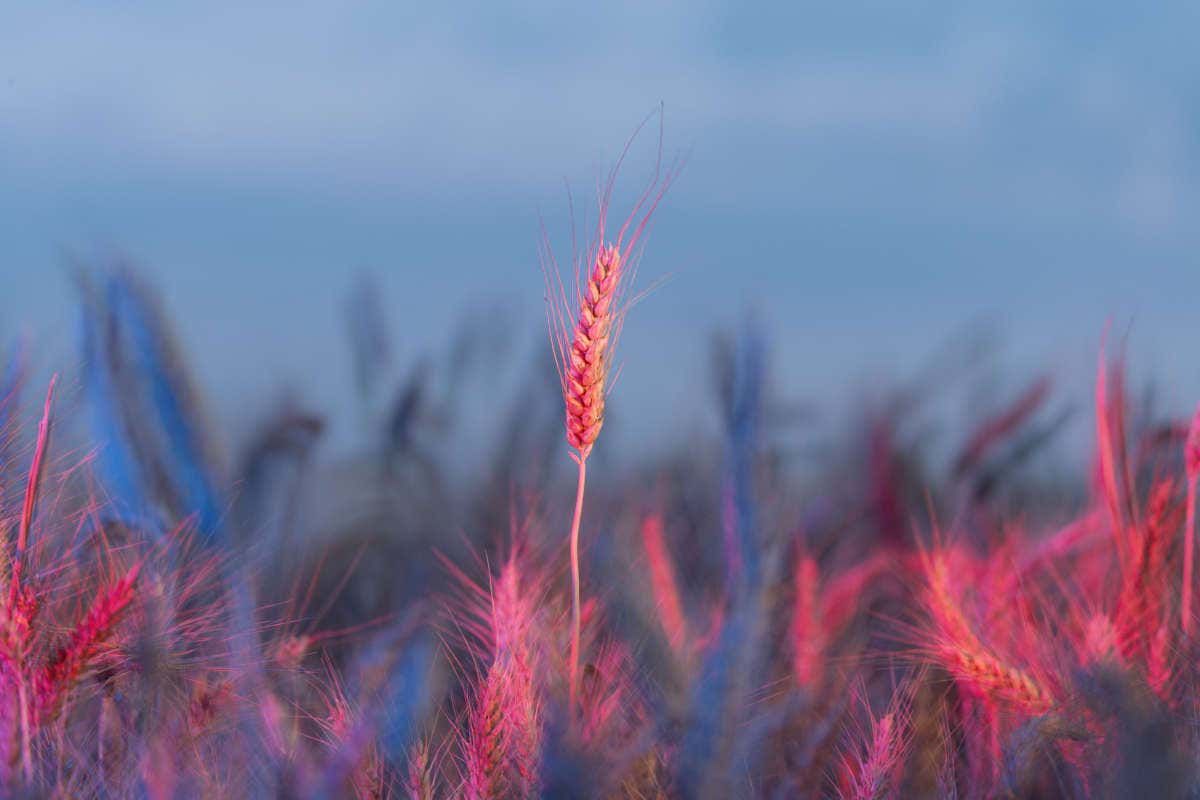 Molini Pivetti: 150 anni di una tradizione molitoria di famiglia