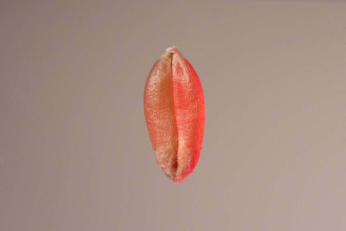 Molini Pivetti: 150 anni di una tradizione molitoria di famiglia