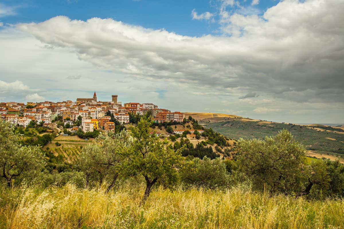 I tesori olivicoli del Molise: le eccellenze di Giorgio Tamaro e Tenuta Terra Sacra