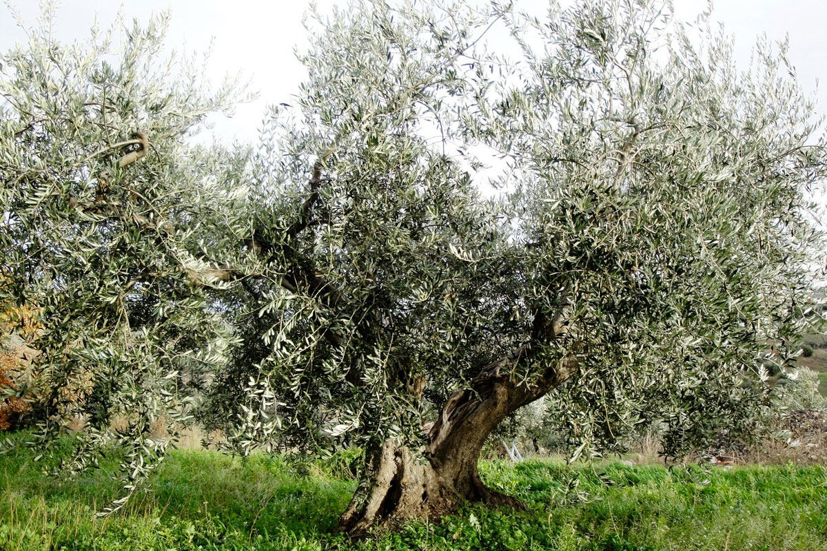 I tesori olivicoli del Molise: le eccellenze di Giorgio Tamaro e Tenuta Terra Sacra