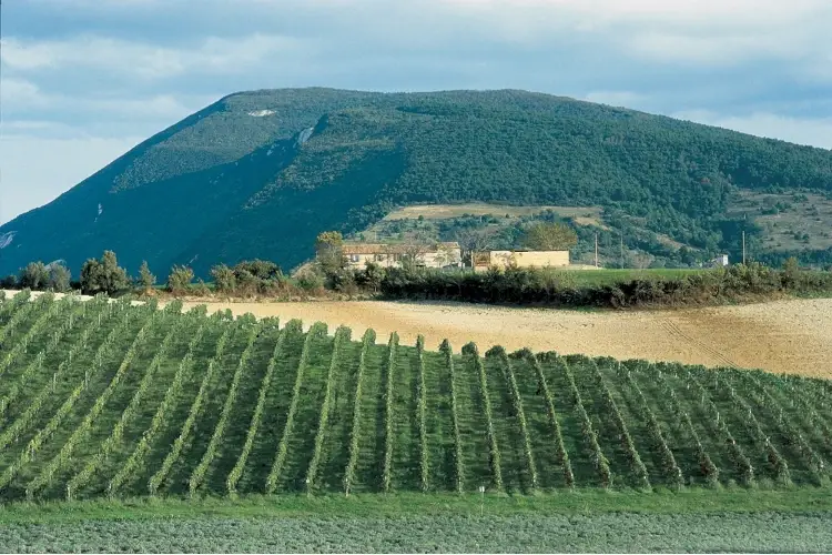 Moncaro, il buon vino delle Marche in uno scrigno