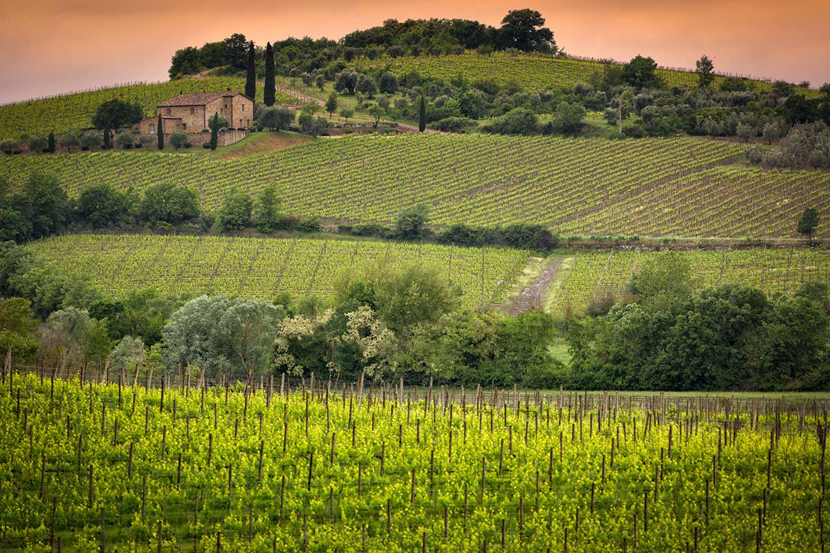 Boom per l'enoturismo sul territorio Il vino più conosciuto dagli italiani? Il Brunello di Montalcino