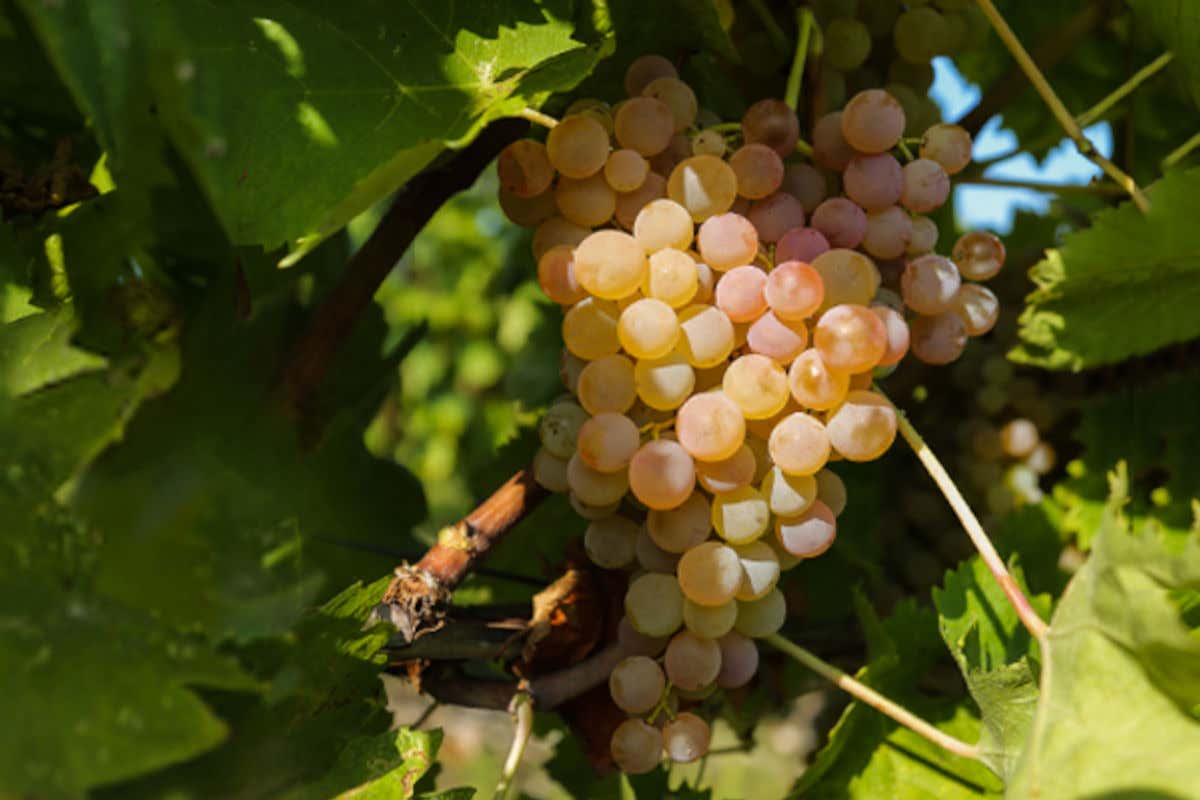 I Bonomo di Monte del Frà la famiglia del vio