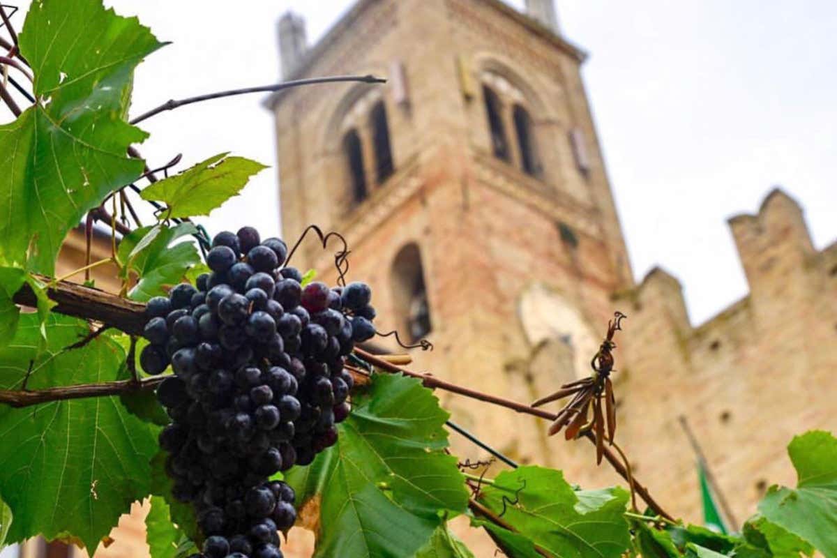 La vendemmia a Montecassiano Feste di vendemmia: alla scoperta de “i sughitti” a Montecassiano La vendemmia a Montecassiano Feste di vendemmia: alla scoperta de “i sughitti” a Montecassiano