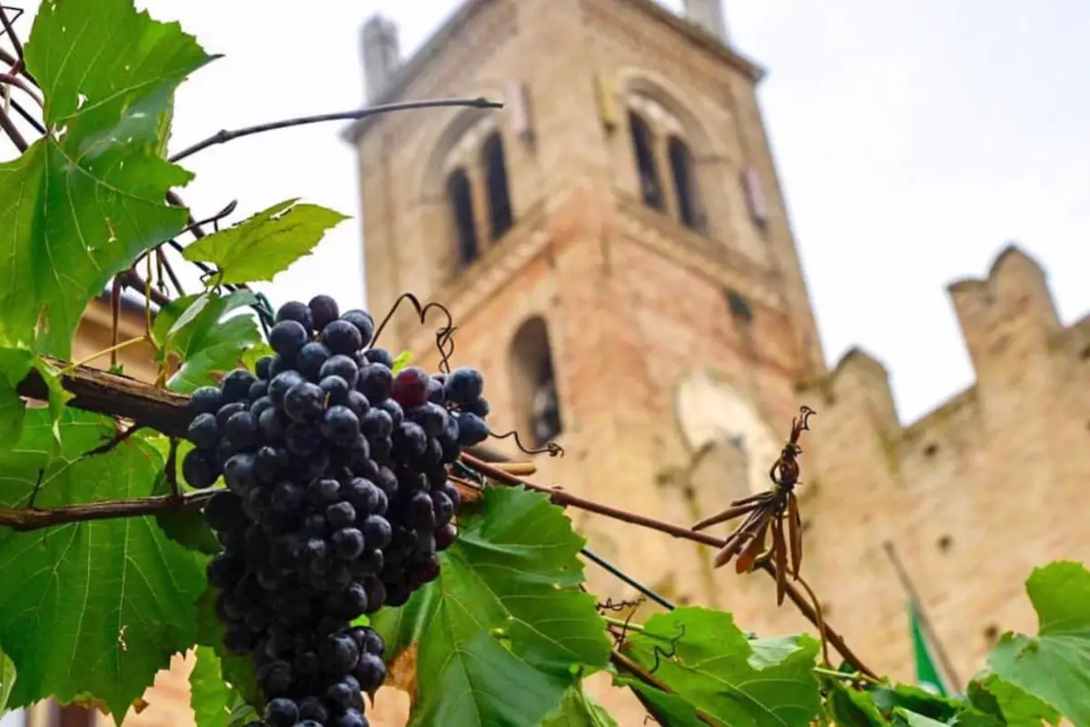 La vendemmia a Montecassiano Feste di vendemmia: alla scoperta de &ldquo;i sughitti&rdquo; a Montecassiano