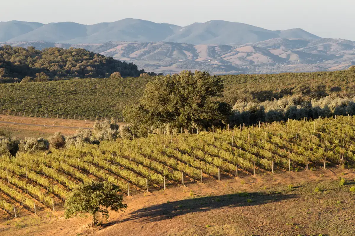 Montecucco, da sempre terra vocata alla sostenibilit&agrave; ambientale
