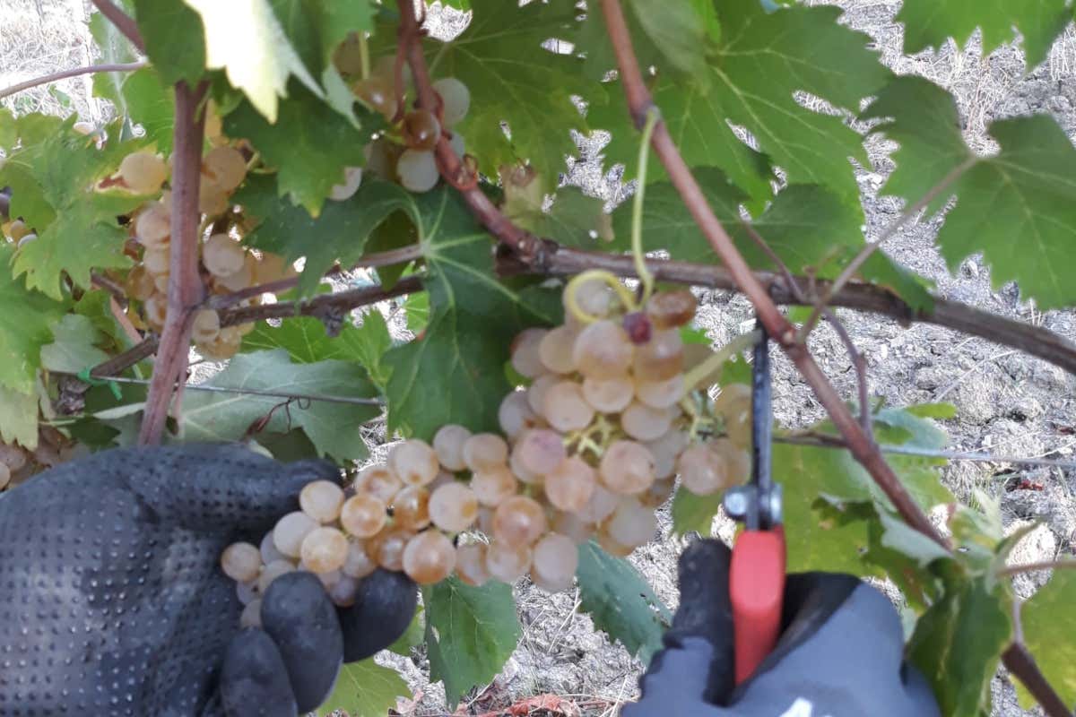 Montecucco: un territorio in evoluzione tra tradizione e innovazione