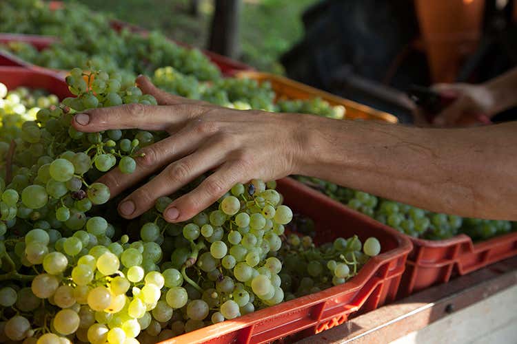 (Nelle bollicine di Asolo pi&ugrave; struttura, sapidit&agrave; e note fruttate)