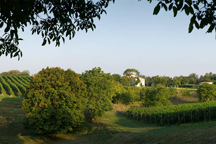 (Immergersi in un luogo magico per degustare le bollicine Montelvini) (Immergersi in un luogo magico per degustare le bollicine Montelvini)